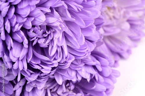 Purple aster flowers closeup for macro floral background  flower background with space for text  beautiful abstract background.