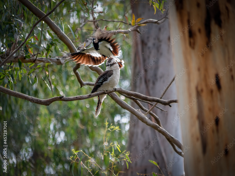 Fototapeta premium Magpie Lark on Top Of Kookaburra