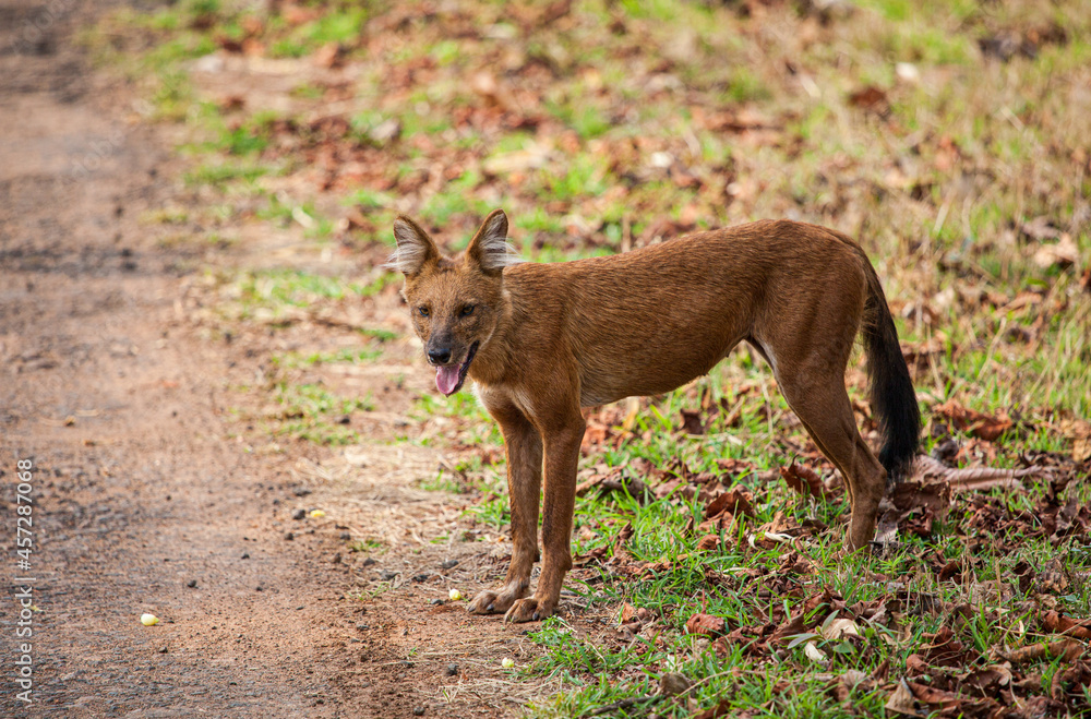 Dhole or Indian Wild Dog standing alongside the road resting after a failed hunt in Tadoba National Park, India Dhole or Indian Wild Dog standing alongside the road resting after a failed hunt in Tadoba National Park, India