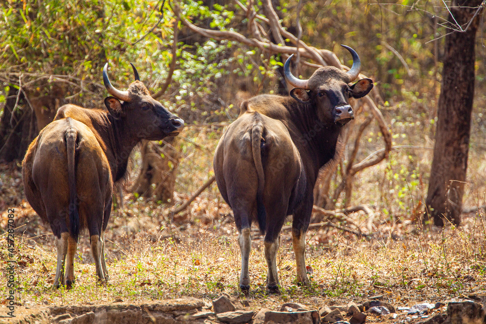 Indian Bison or Gaur walking through the forest in Tadoba National Park, Indian Bison or Gaur walking through the forest in Tadoba National Park,