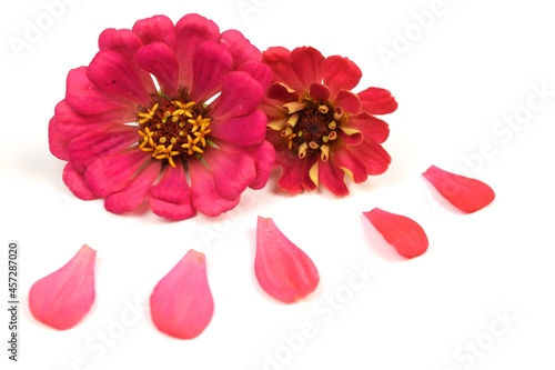 Zinnia pink flowers on white background  floral background with zinnias  white background with space for text. 