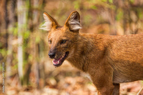 Dhole or Indian Wild Dog standing alongside the road resting after a failed hunt in Tadoba National Park, India © wayne