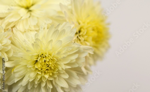 Pastel yellow chrysanthemums closeup on white background  floral background with space for text  blooming flowers closeup.