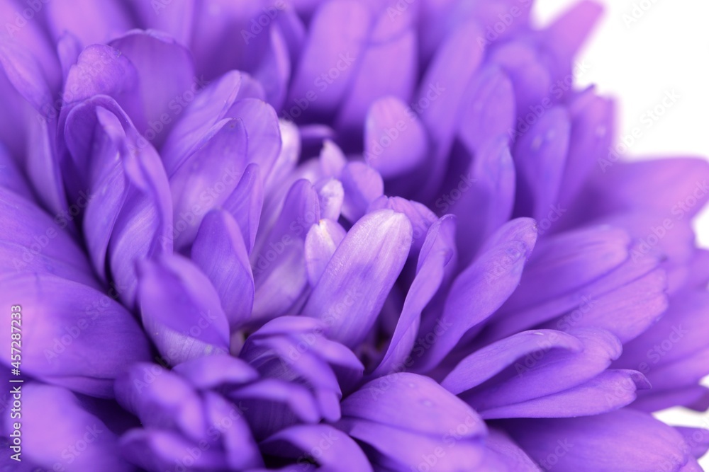 Purple aster flower closeup for macro floral background, flower background, beautiful abstract background.