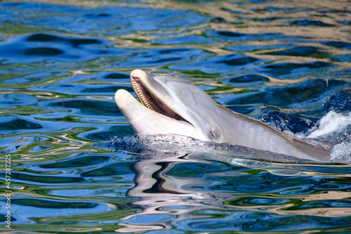 Ein freundlich lachender Delphin schwimmt mit dem Kopf über der Wasseroberfläche (Tierportrait) in blauem Wasser