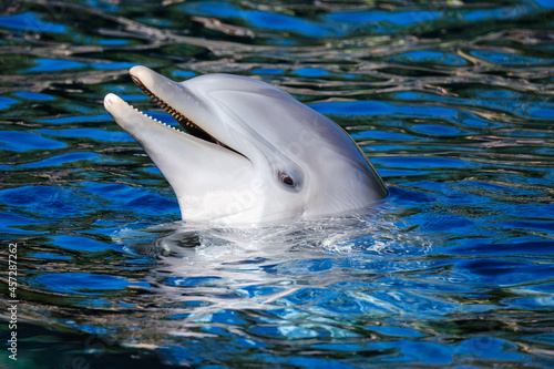 Ein freundlicher Delphin schaut mit dem Kopf aus dem blauen Wasser (Blick, Portrait)