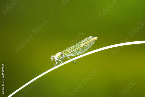 Green dragonfly on a blade of grass against a green background. Insect close up