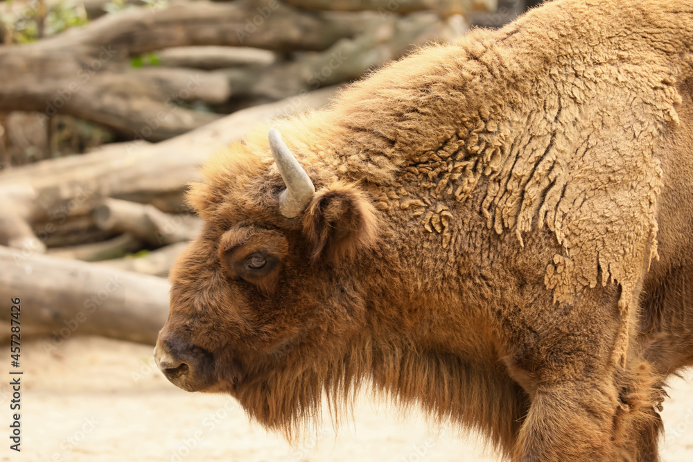 American bison in zoo enclosure. Wild animal