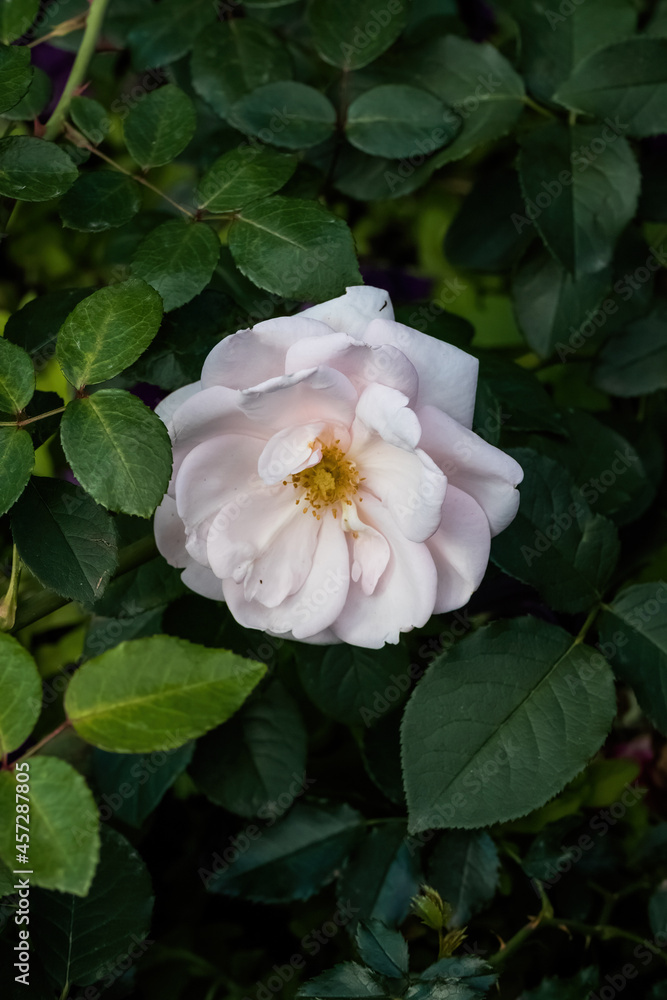 white rose in the garden