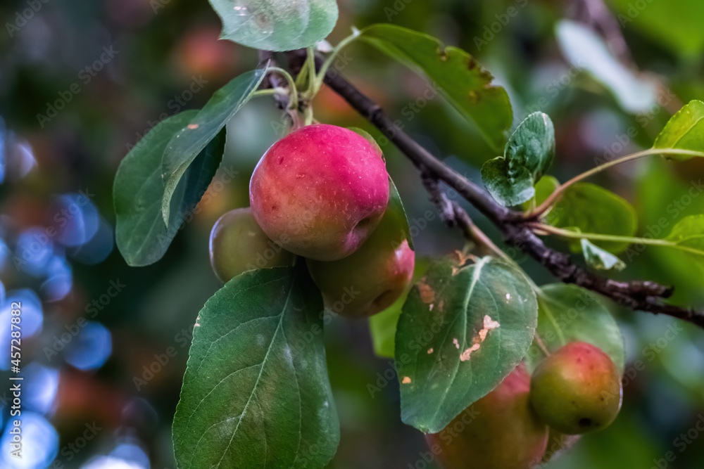 apples on tree apples on tree
