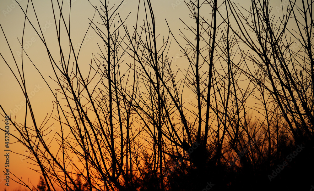 冬 木 枝 空 夕暮れ 冬 木 枝 空 夕暮れ