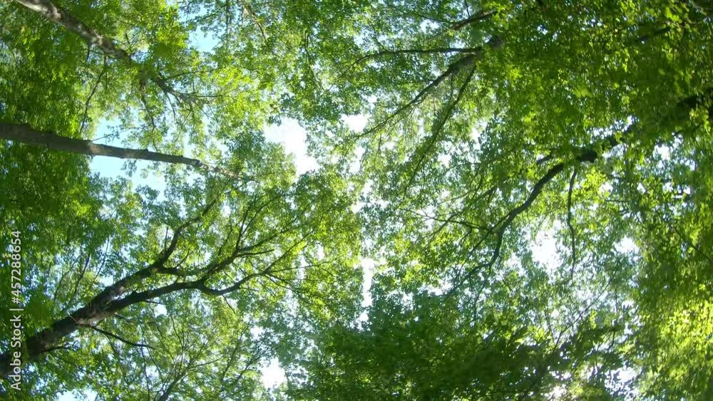 Beautiful oak forest in springtime, bottom view Beautiful oak forest in springtime, bottom view
