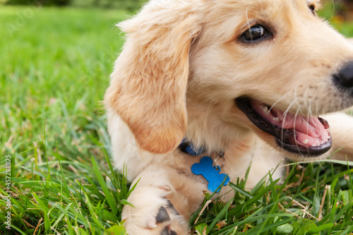 Happy Golden retriever is lying in the green grass backyard.