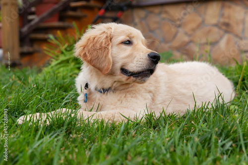 Happy Golden retriever is lying in the green grass backyard.