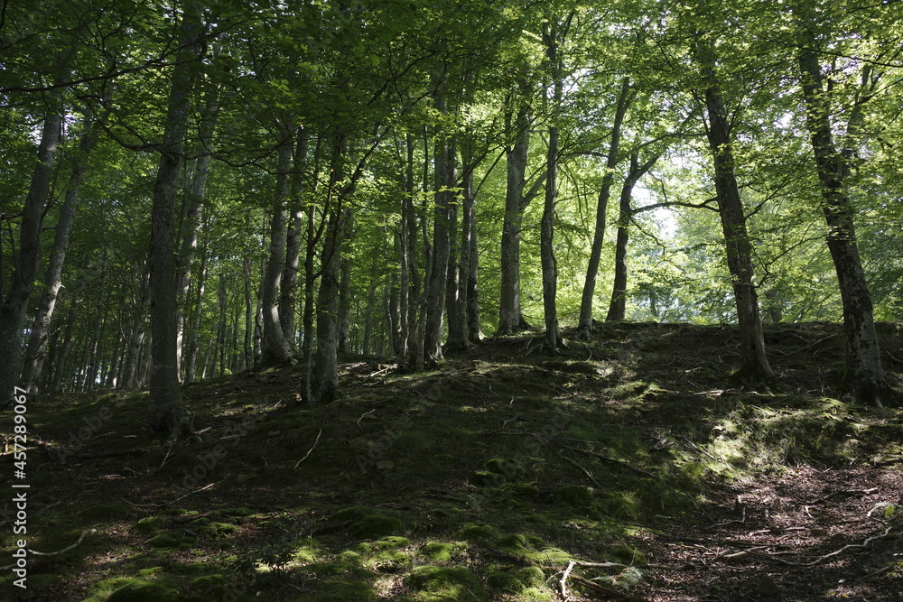 Trees in the forest