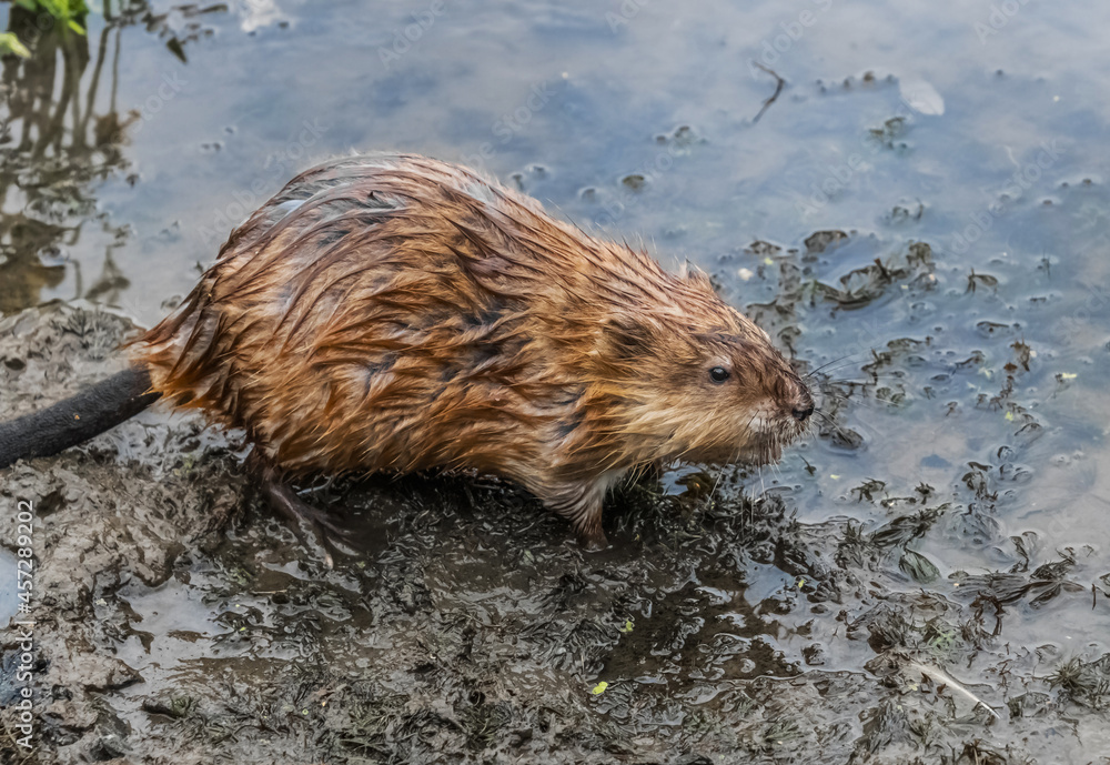 european otter eating