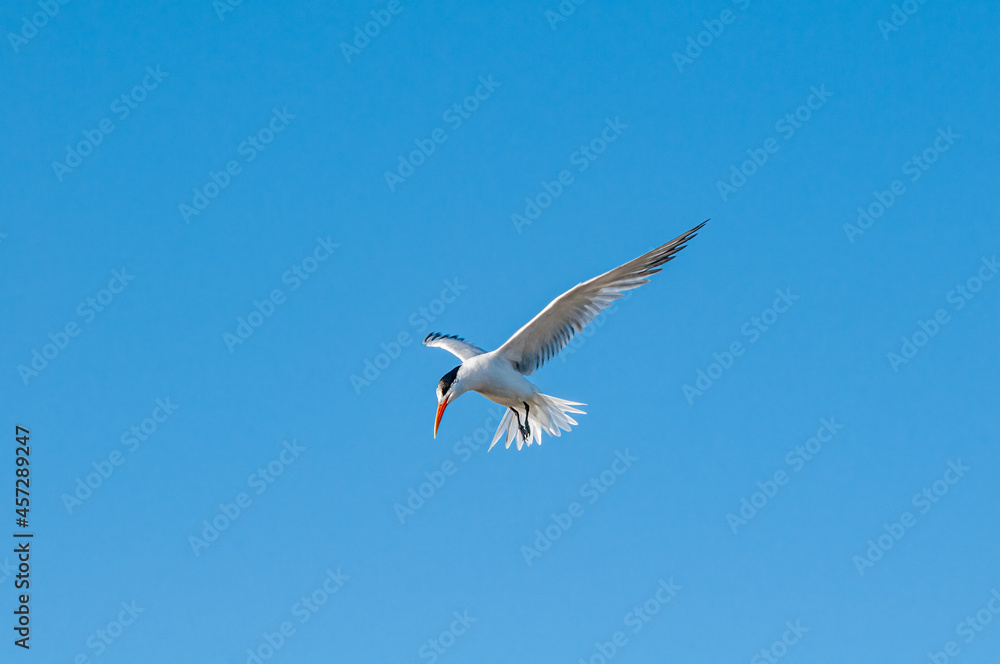 Royal Tern (Thalasseus maximus) in Bolsa Chica Ecological Reserve, California, USA Royal Tern (Thalasseus maximus) in Bolsa Chica Ecological Reserve, California, USA