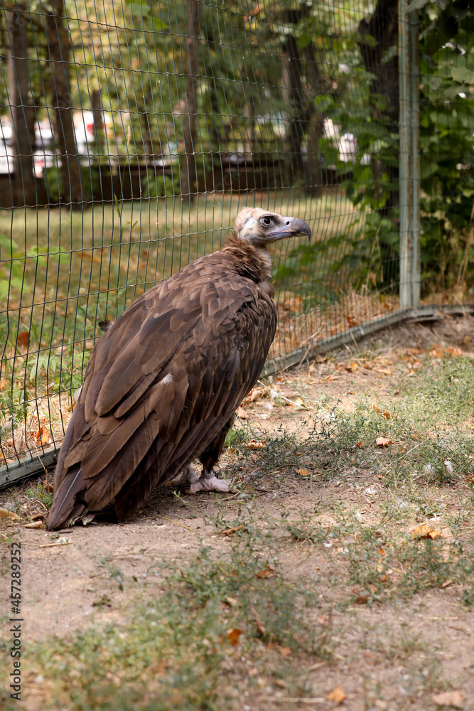 Beautiful Eurasian griffon vulture in zoo enclosure Beautiful Eurasian griffon vulture in zoo enclosure