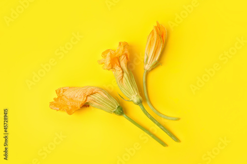 Flowers of zucchini on color background