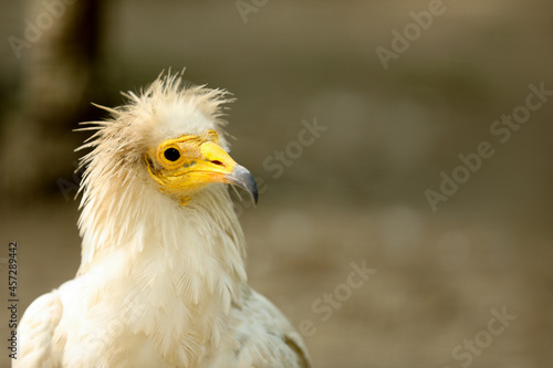 Beautiful Egyptian vulture at enclosure in zoo  space for text