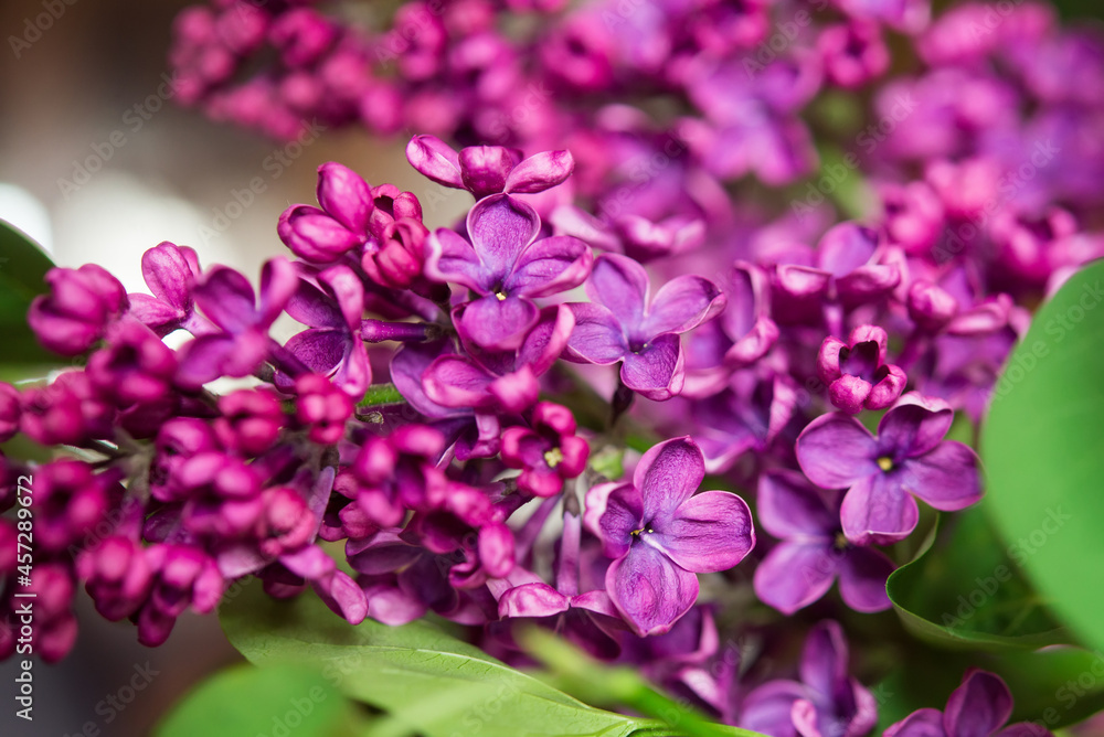 Purple lilac flowers as background. Spring background Purple lilac flowers as background. Spring background