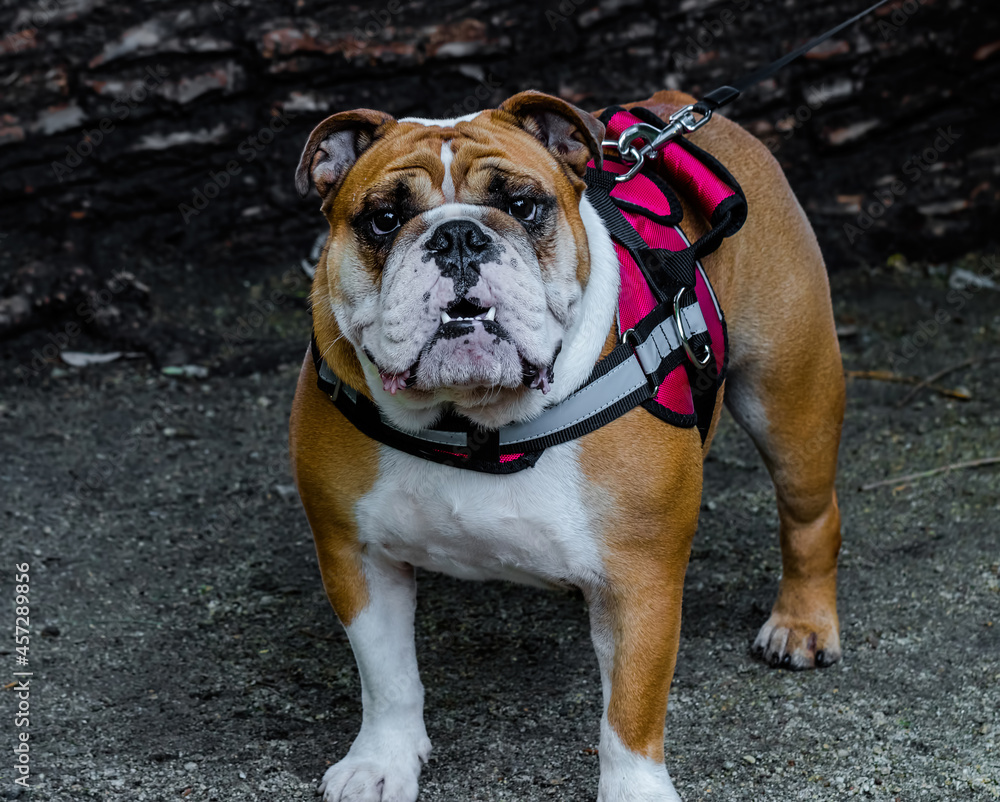 english bulldog puppy