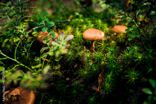 A beautiful close-up of a mushroom growing on the trunk of a tree with green moss