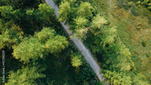Aerial view of narrow road among green summer coniferous forest and field in the mountains. Italian Alps, drone view.