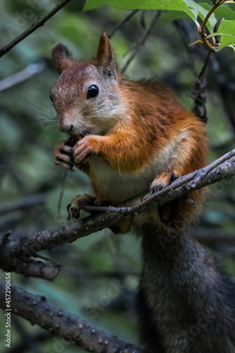 squirrel on a tree © Nikolaj