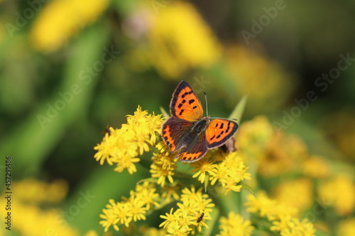 Tiger-colored butterfly on a fluffy yellow flower