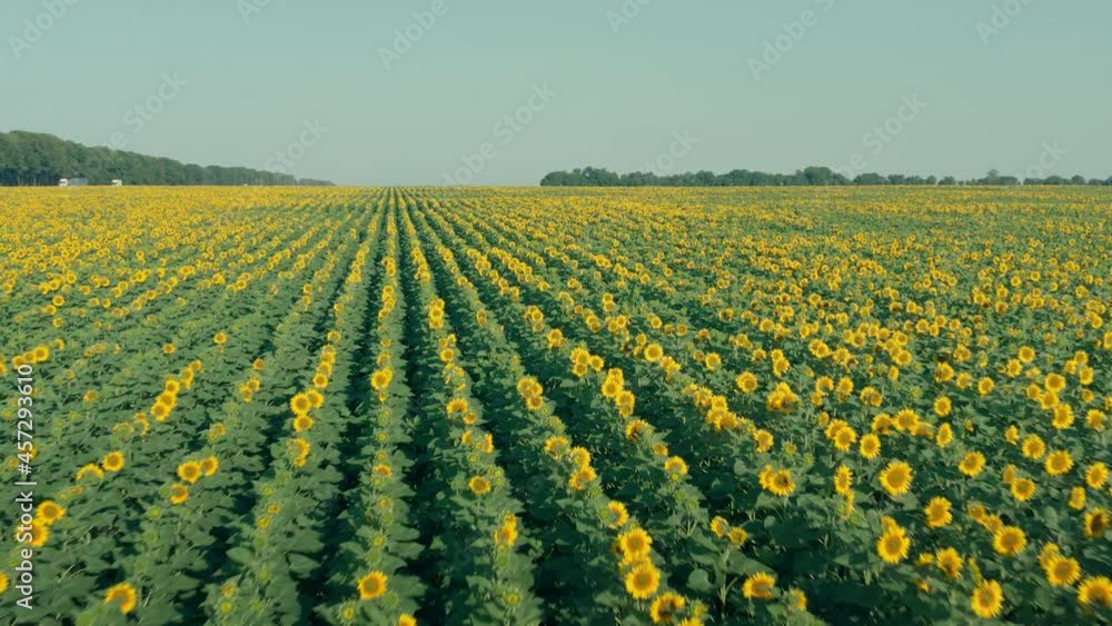 Beautiful sunflowers in the field in the summer. Cultivation of industrial sunflower in the field in the summer. Beautiful sunflowers in the field in the summer. Cultivation of industrial sunflower in the field in the summer.