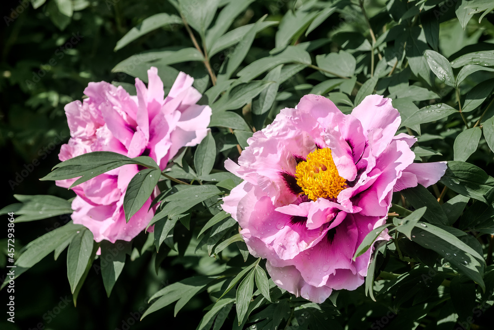 Moutan Tree Peony (Paeonia suffruticosa) in park Moutan Tree Peony (Paeonia suffruticosa) in park