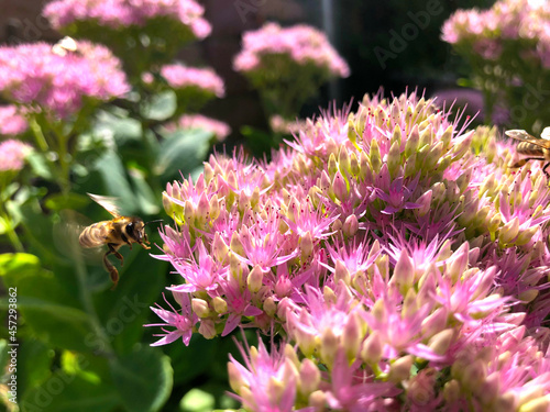 Bees, upclose, on a large pink flower in summer