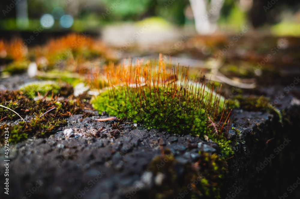 moss on the stone moss on the stone