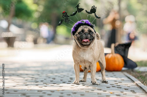 Adorable pug dog wearing sp...