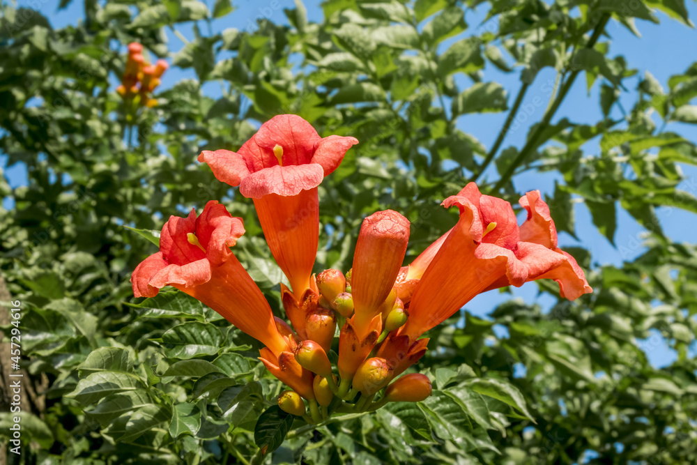 Trumpet Vine (Campsis radicans) in park, Republic of Dagestan, Russia Trumpet Vine (Campsis radicans) in park, Republic of Dagestan, Russia