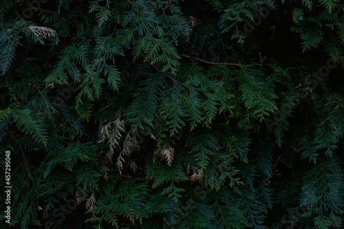 Close-up of a branch of an evergreen thuja plant. A bright green branch of a Christmas plant. Natural background without people.