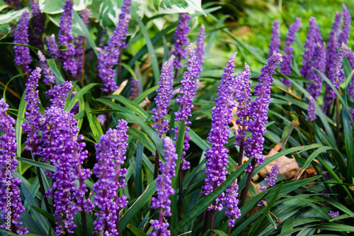 Beautiful liriope muscari or lily turf flowers in the garden