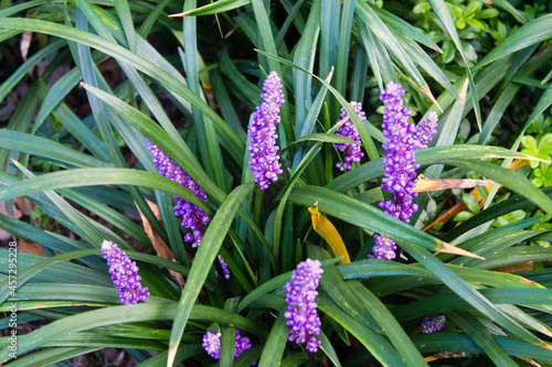 Beautiful liriope muscari or lily turf flowers in the garden photo