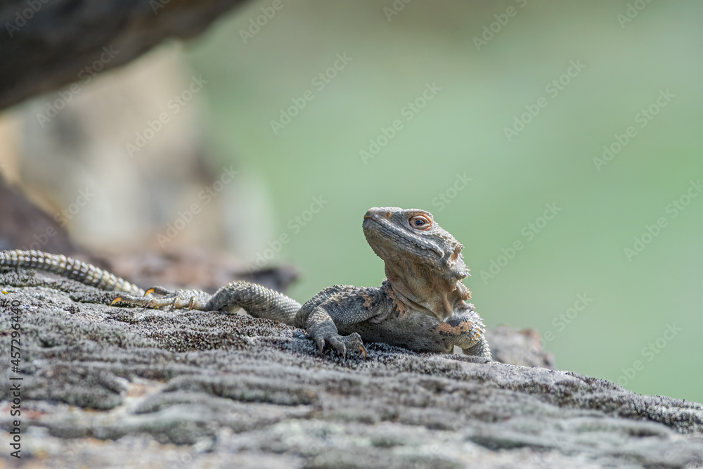 Caucasian Agama (Laudakia caucasia) in the foothills, Caucasus, Republic of Dagestan, Russia Caucasian Agama (Laudakia caucasia) in the foothills, Caucasus, Republic of Dagestan, Russia