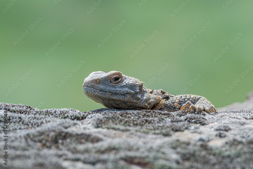 Caucasian Agama (Laudakia caucasia) in the foothills, Caucasus, Republic of Dagestan, Russia Caucasian Agama (Laudakia caucasia) in the foothills, Caucasus, Republic of Dagestan, Russia