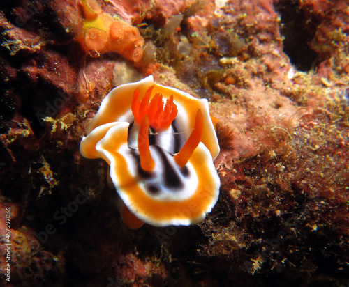 A Chromodoris Magnifica nudibranch Boracay Island Philippines photo