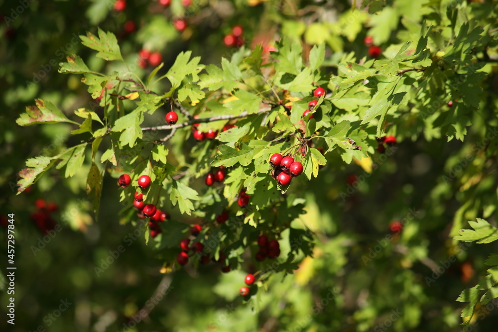 Background of a hawthorn bush with red berries. High quality photo