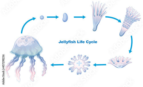 Jellyfish Life Cycle for kids education