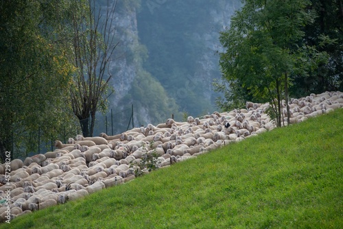 Sheep transhumance