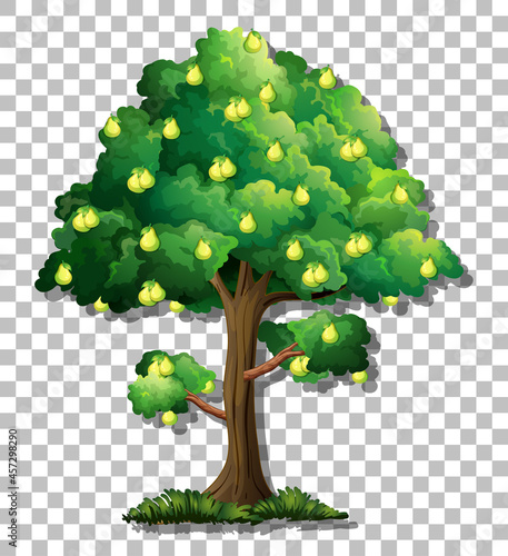 Pear tree on transparent background