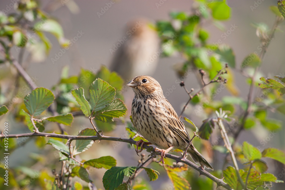 Corn bunting (Emberiza calandra) perched on a tree branch Corn bunting (Emberiza calandra) perched on a tree branch