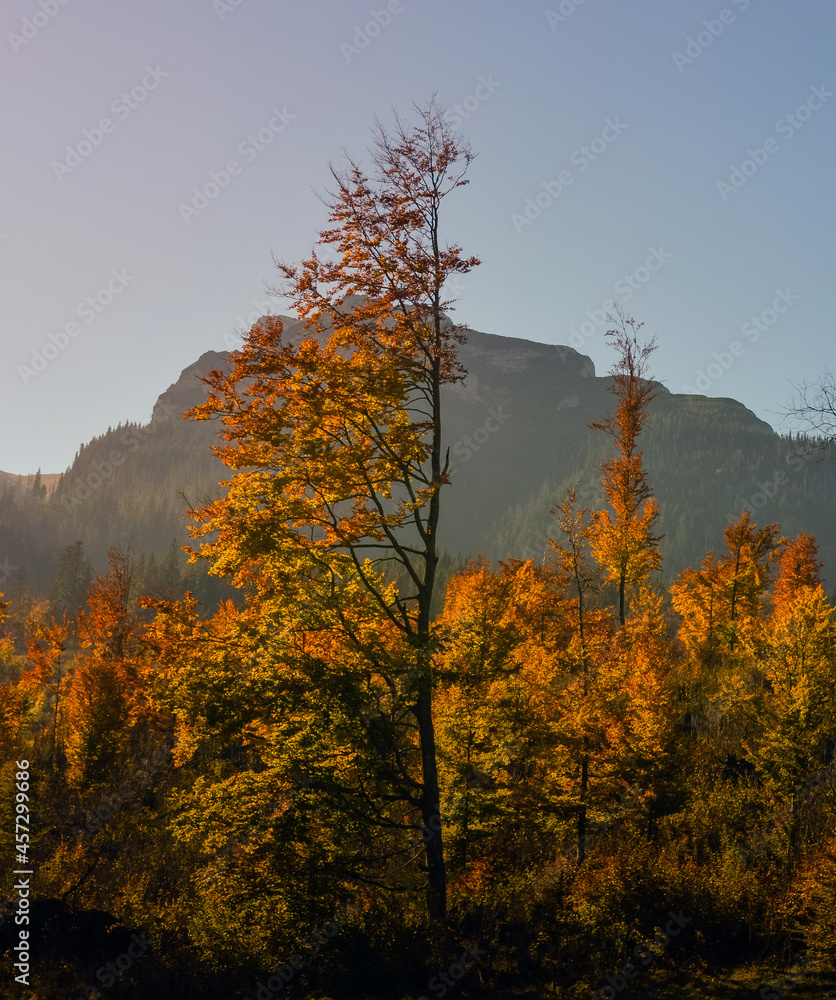 Fototapeta premium Autumn tree in Tatry mountains , Poland 