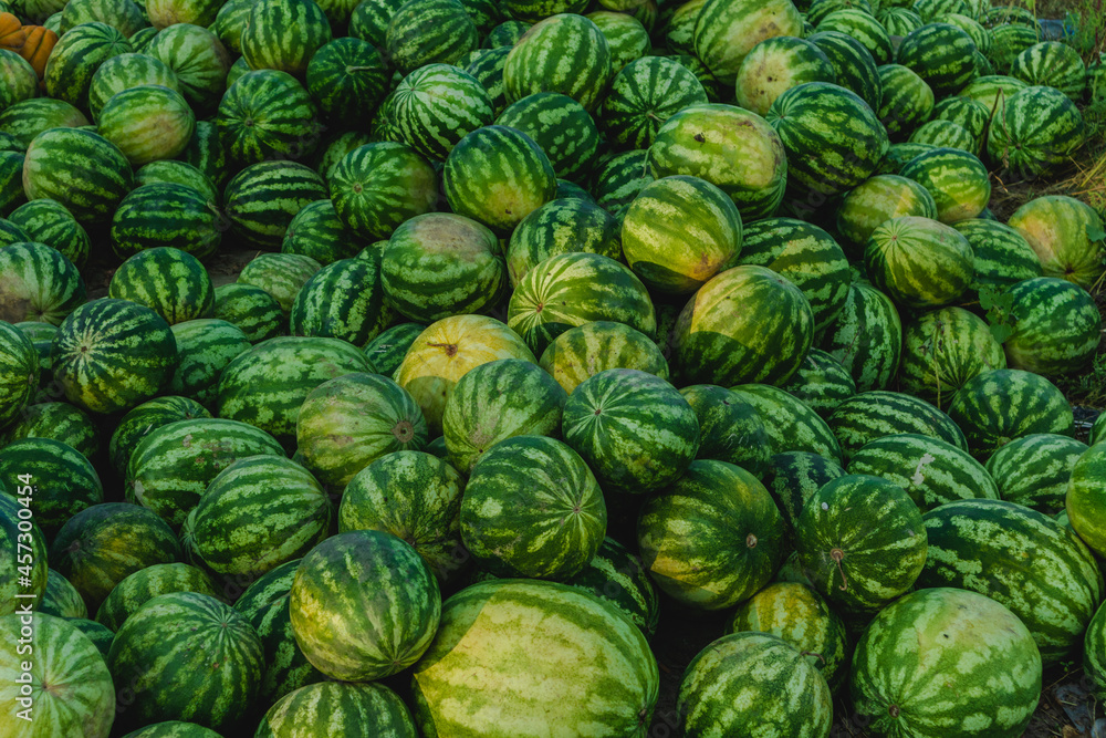 A lot of ripe round green watermelons on the street in late summer in the Kherson region. Ukraine. A lot of ripe round green watermelons on the street in late summer in the Kherson region. Ukraine.