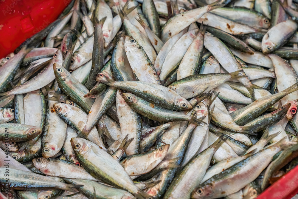 Pompano at Tam Tien fish market, Quang Nam, Vietnam Pompano at Tam Tien fish market, Quang Nam, Vietnam